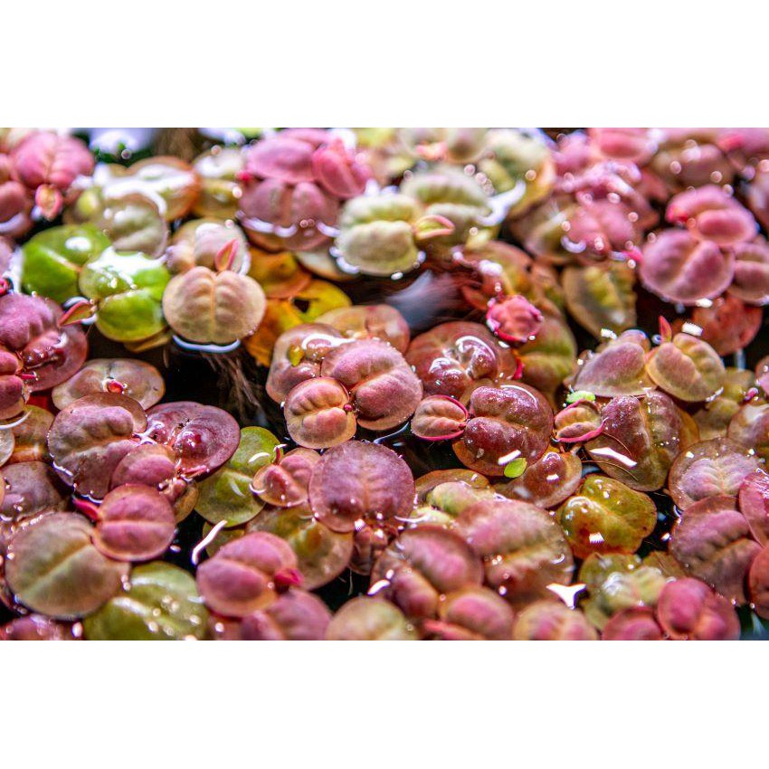 [Aquatic Plant] Red Root Floater 红浮萍 Garden Water Plant /Aquarium red!!) CHEAPEST
