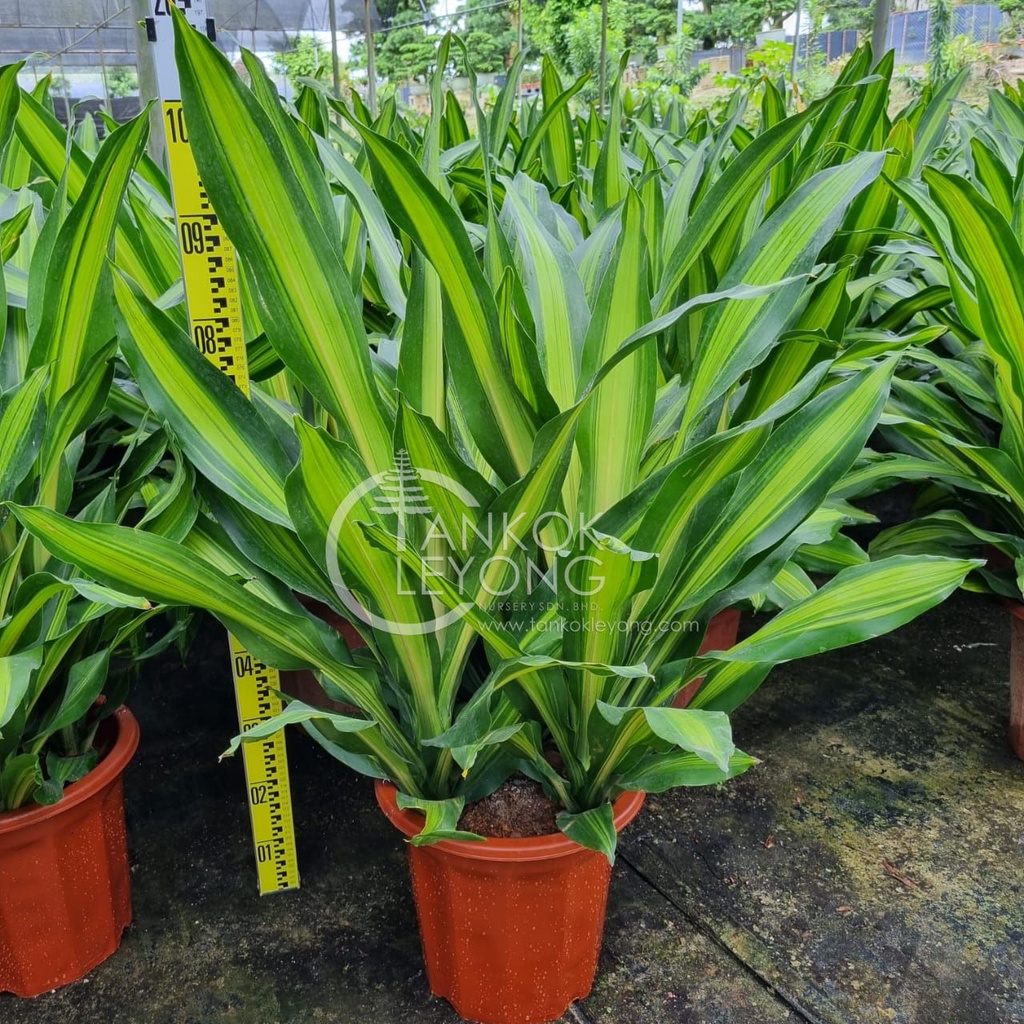 TKL Big Size Dracaena Fragrans Houseplant 7080cm 大型金心铁植物 7080cm