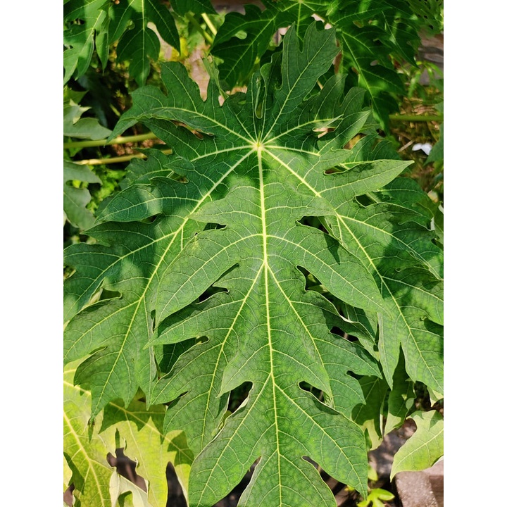 [Ready Stock] Organic Papaya Leaves Daun Papaya 有机 木瓜叶 for dengue