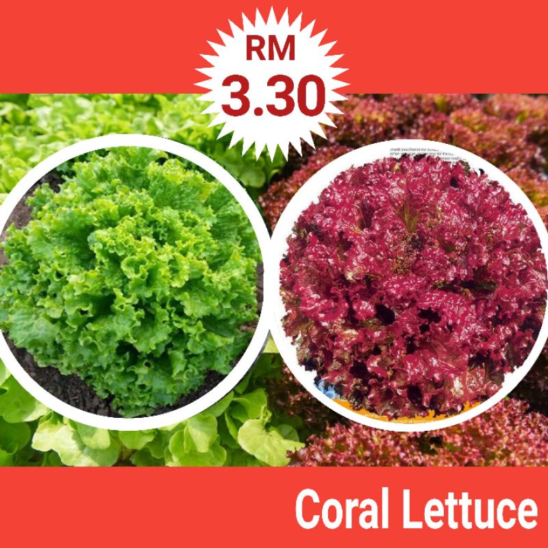 L5+6 (2 in 1) Biji Benih Coral Salad Merah dan Hijau (300+/ ⬆) Red