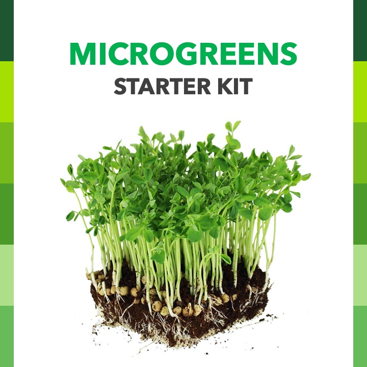 Microgreens Starter Kit with Vegetable Seeds Peat Moss Seeding Tray . Set Microgreens benih