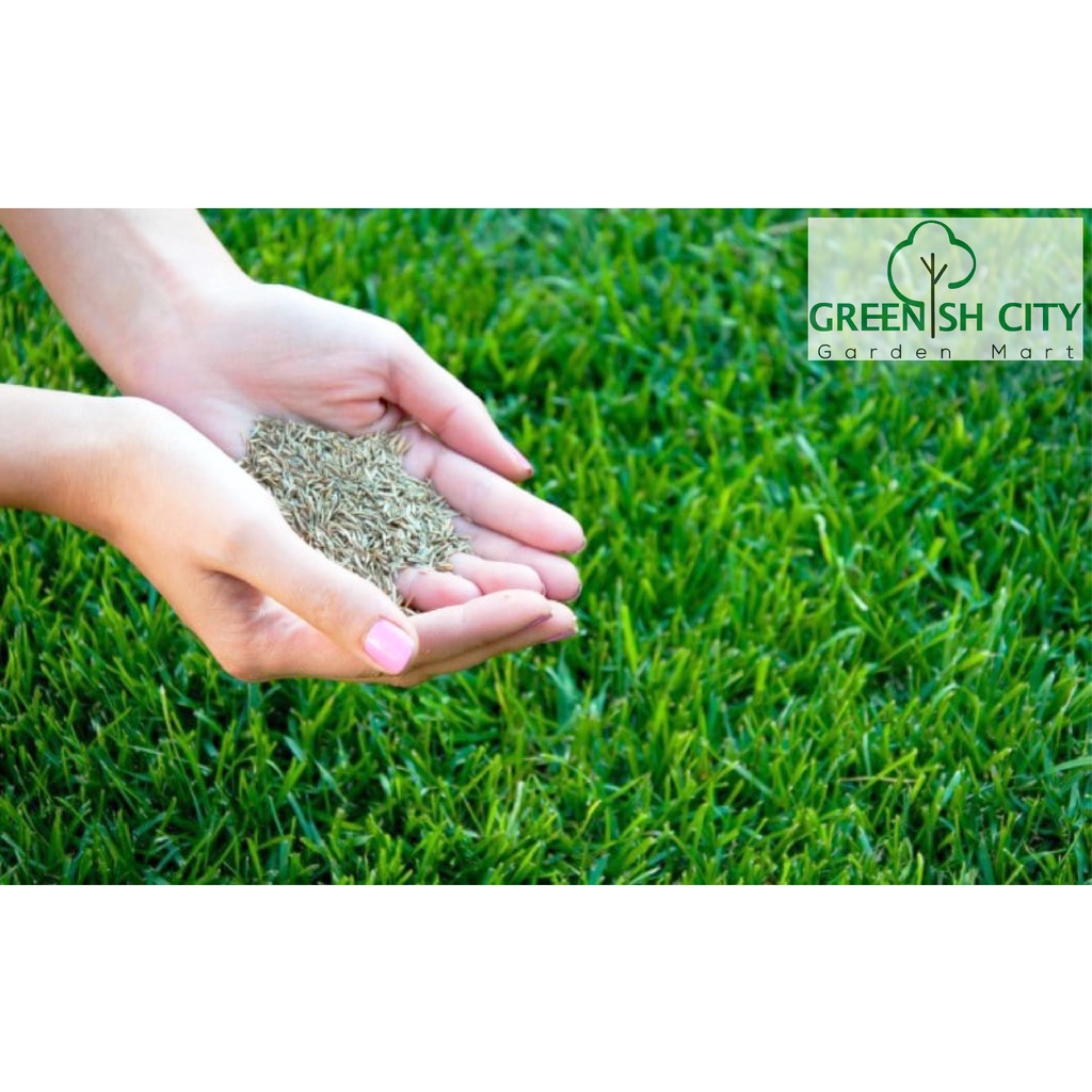 GNC Bermuda Carpet Grass Seeds Biji Benih Rumput Kualiti 百慕大草坪种子