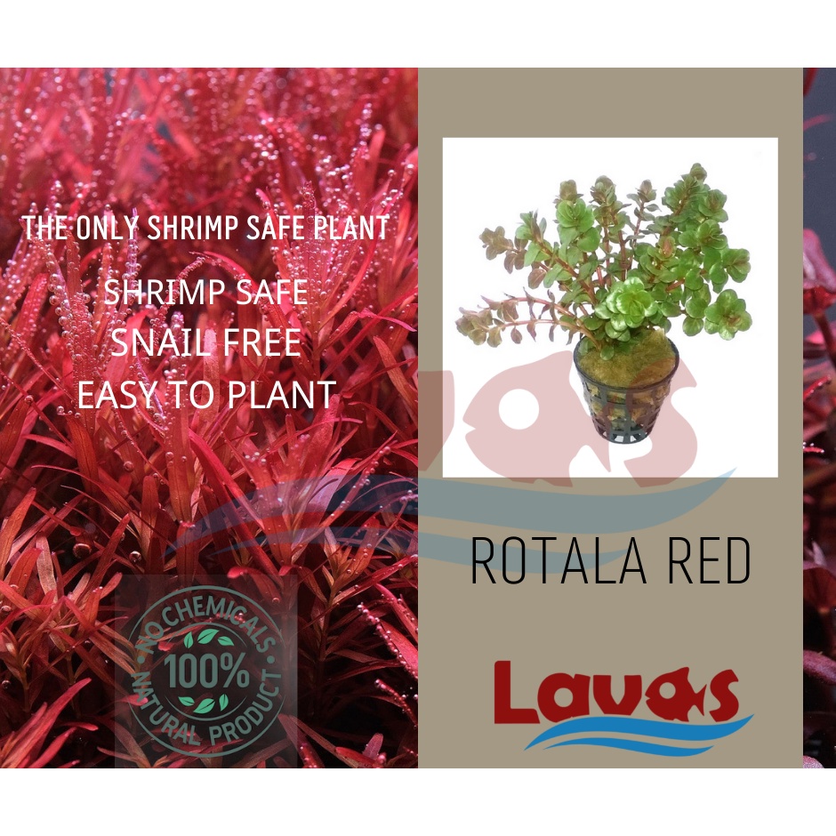 [EMERSED] Aquarium Plants Rotala Red Pretty Red Aquatic Plant
