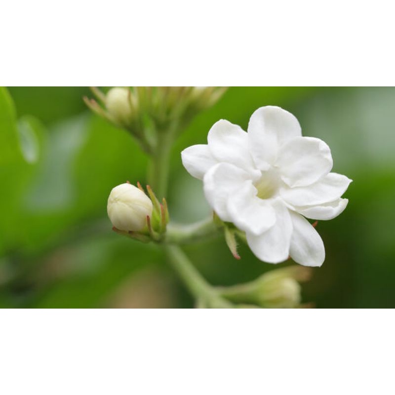 GM JASMINUM SAMBAC ARABIAN FRAGRANCE FLOWER PLANT REAL LIFE