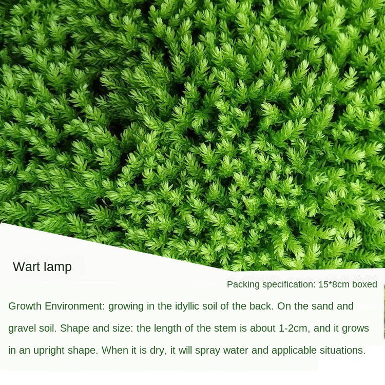 Organic seeds Carpet grass seeds seed Flower seeds Green seeds Tanaman