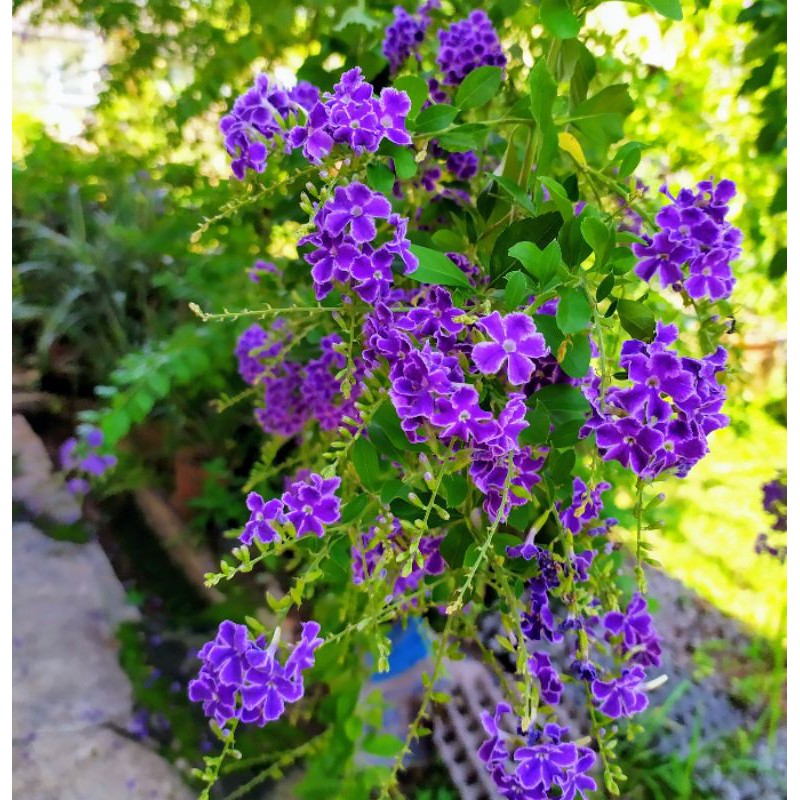 Lavender Sky Flowers plant / Sweet Memories Purple Sky Flower Plant