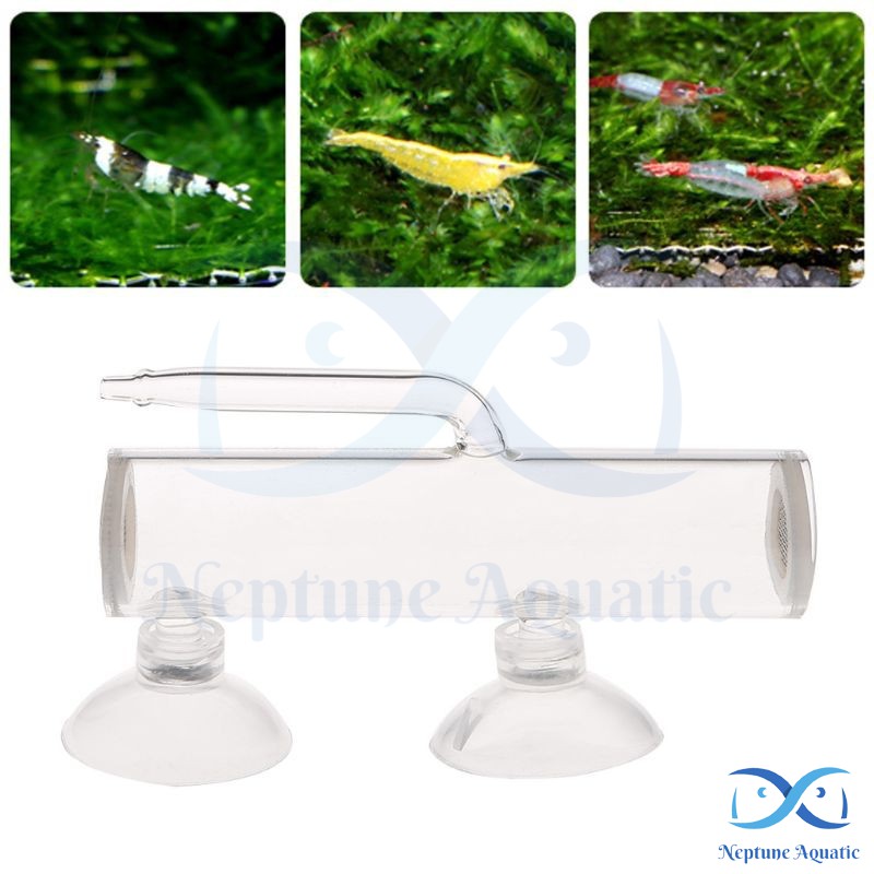 [Ready Stock] Aquarium Shrimp Egg Tumbler Glass Incubator Hatchery
