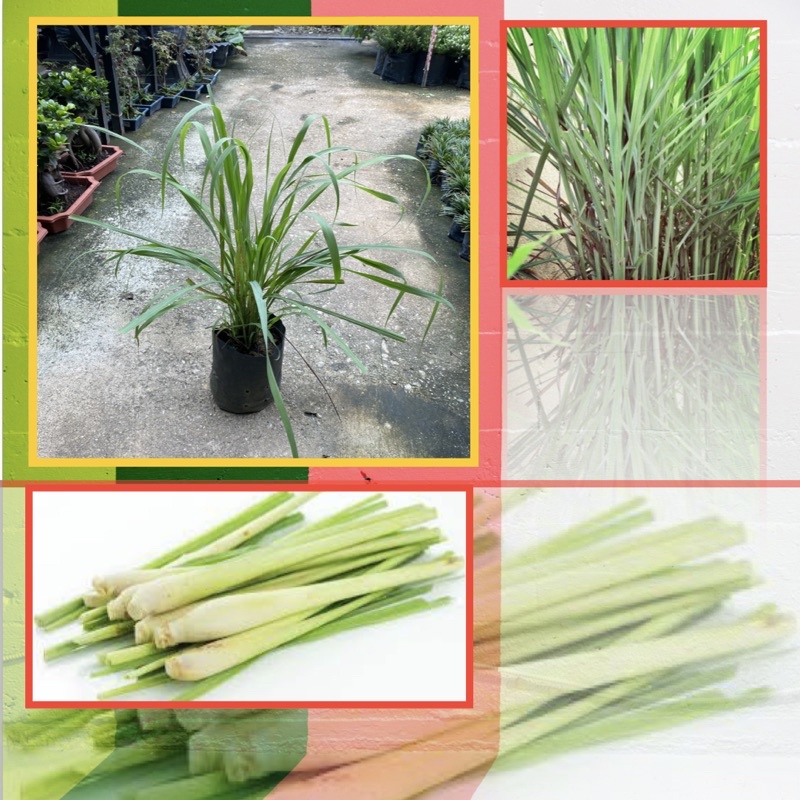 Serai Wangi (Cymbopogon Nardus): Pengusir Nyamuk Alami, Aromaterapi Menyegarkan, Dan Segudang Manfaat Herbal