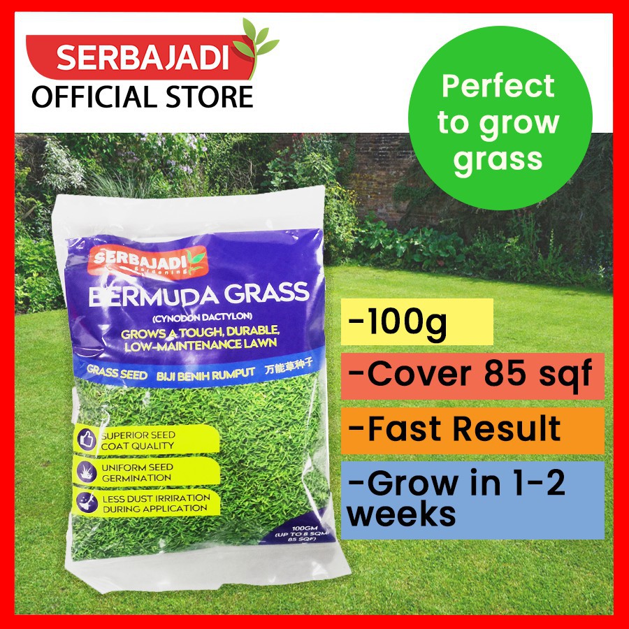 Carpet Grass Seeds / Biji Benih Rumput Bermuda Cover 85sqft 100gm/200gm