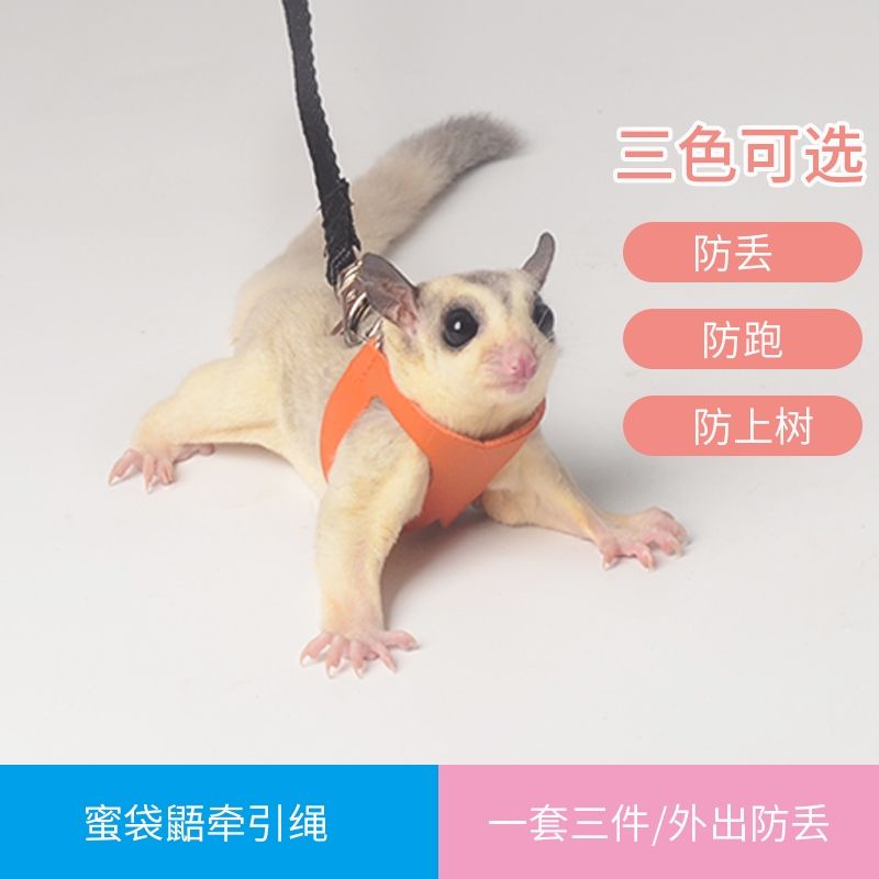 Sugar Glider Leash 蜜袋鼯牵引绳 Tali Sugar Glider Shopee Malaysia