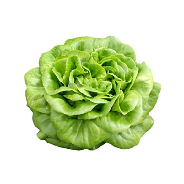 GreenBugs Urban Farm Butterhead (Pesticide Free, SGS Certified