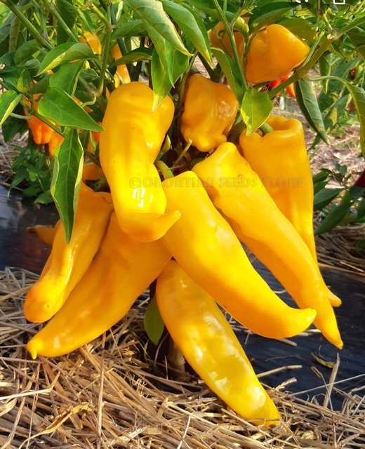 10pcs Escamillo sweet pepper/ Salad Pepper Shopee Malaysia