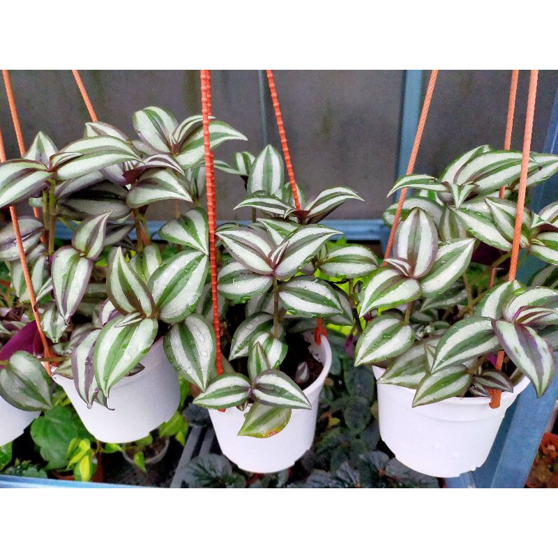 Tradescantia Wandering Jew indoor plant pot set Shopee Malaysia