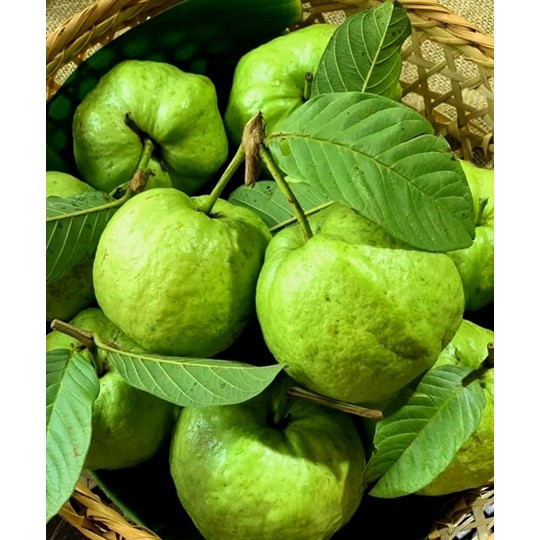 Guava Queen Shopee Malaysia