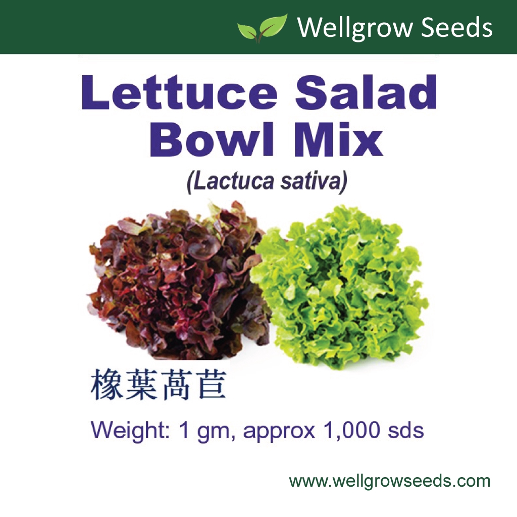 Lettuce Salad Bowl Mix (Oak Leaf) Seeds (1gm, approx 1,000 sds) 橡葉萵苣