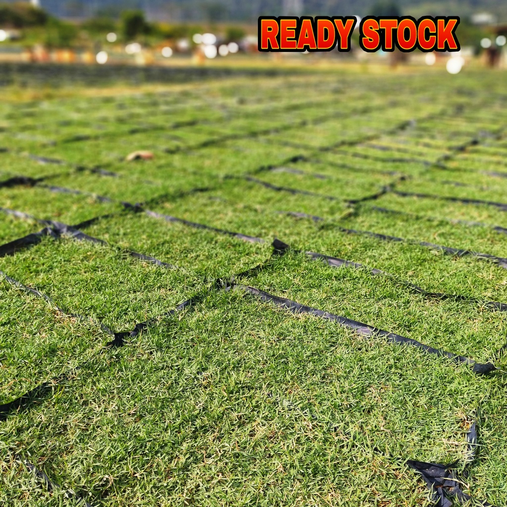 Rumput hidup/ Real Grass Carpet Philippine / Rumput Padang bola