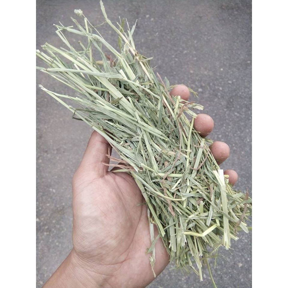 Timothy Alfalfa hay for rabbit genuine pig 1kg Shopee Malaysia