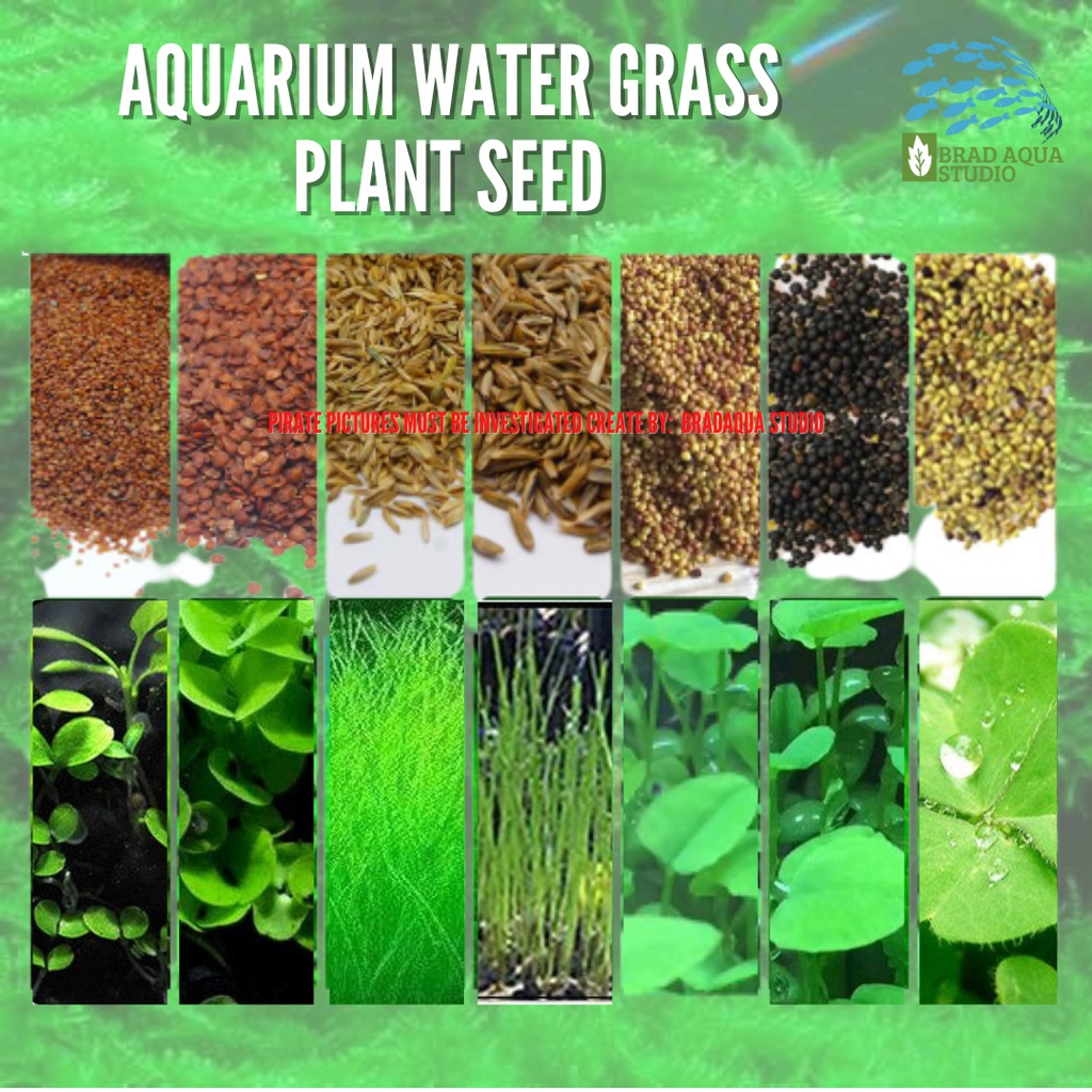 AQUARIUM Plant Seed Aquatic Pond Plant Seeds 5G/ 10G Shopee Malaysia