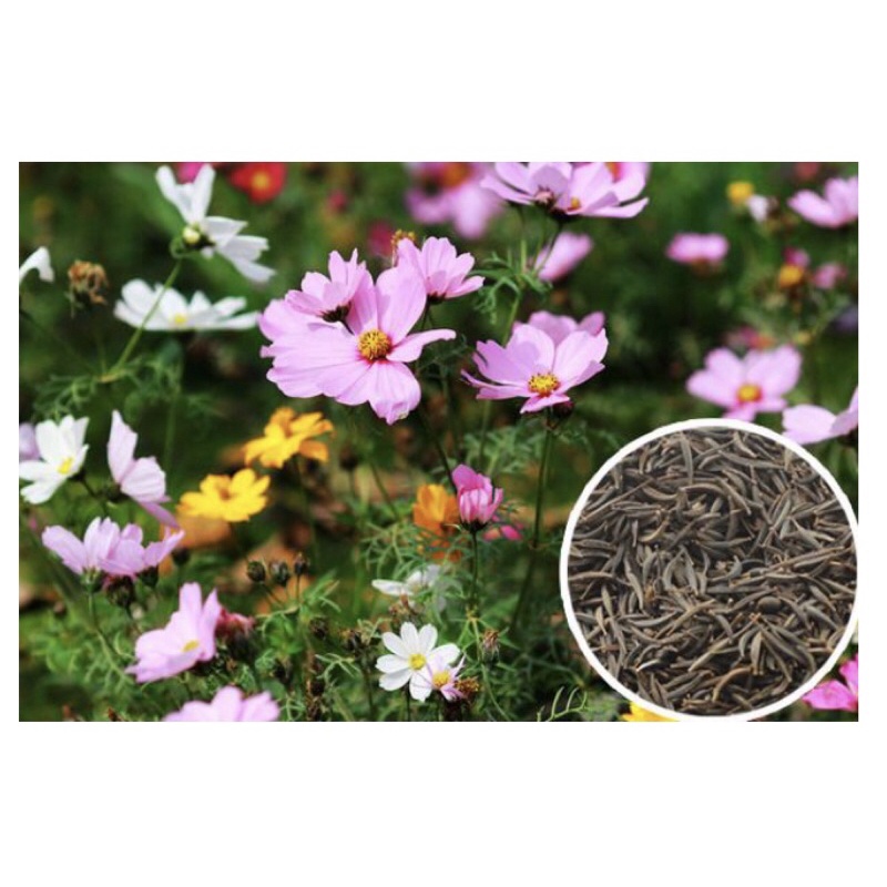 ReadyStock in 🇲🇾Cosmos flower seeds Biji Benih Bunga Cosmos 波斯菊花种子