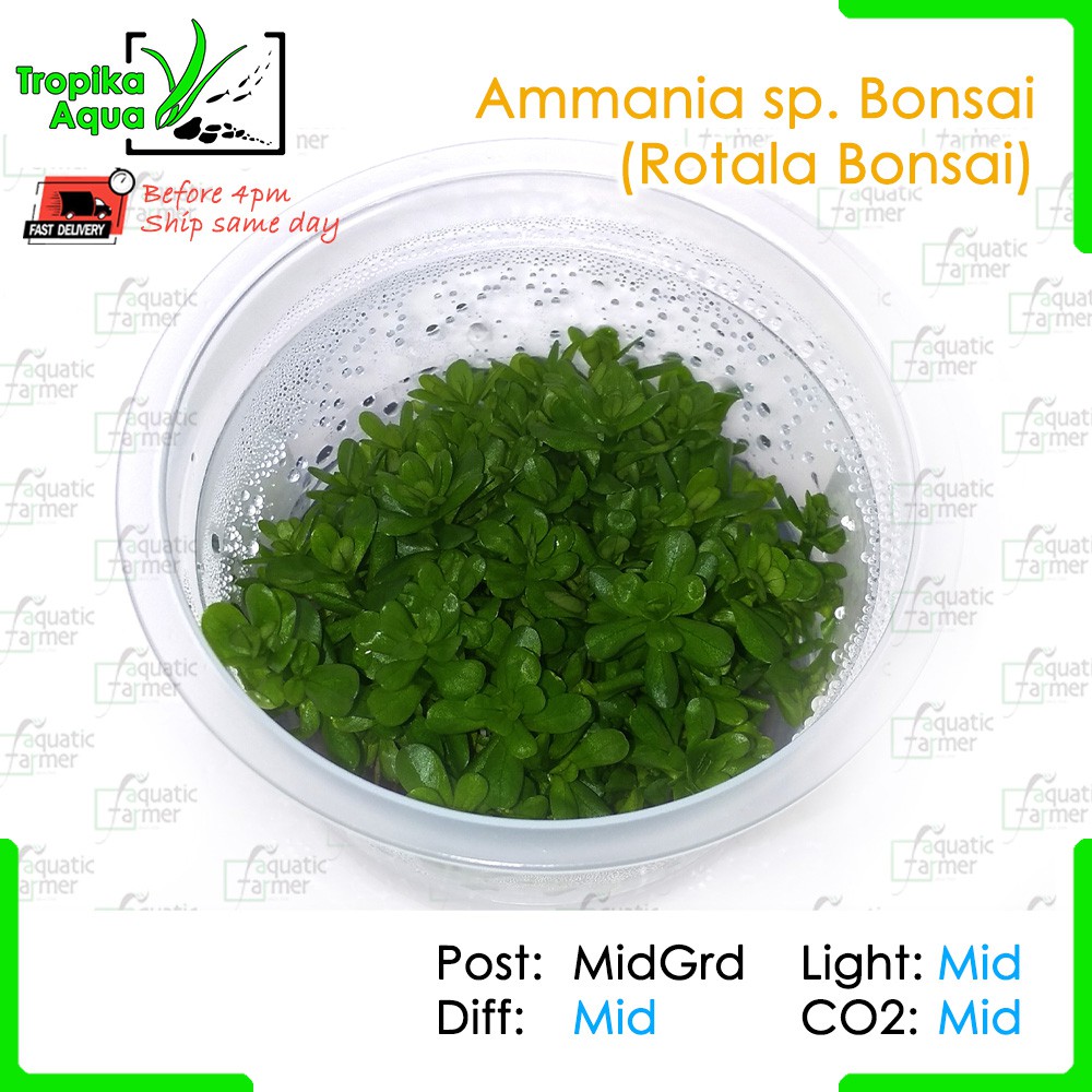 Ammania sp Bonsai (Rotala Bonsai) 印度小圆叶 Aquatic Farmer Tissue Culture