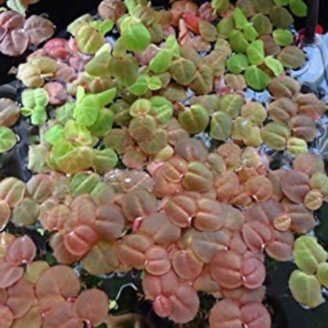 Aquarium Plant Shrimp Fish Red Floating Plant Shopee Malaysia