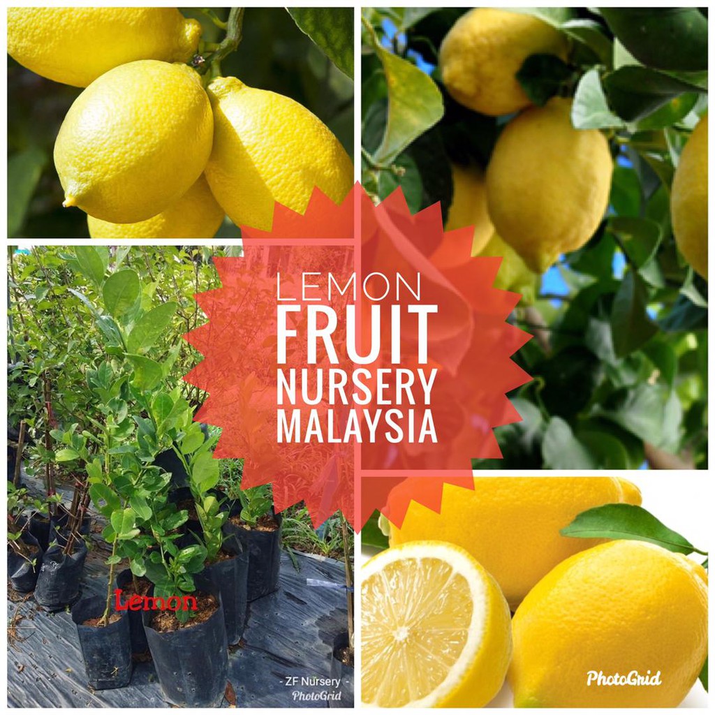 Anak pokok lemon kuning hybridFruit Nursery Malaysia Shopee Malaysia
