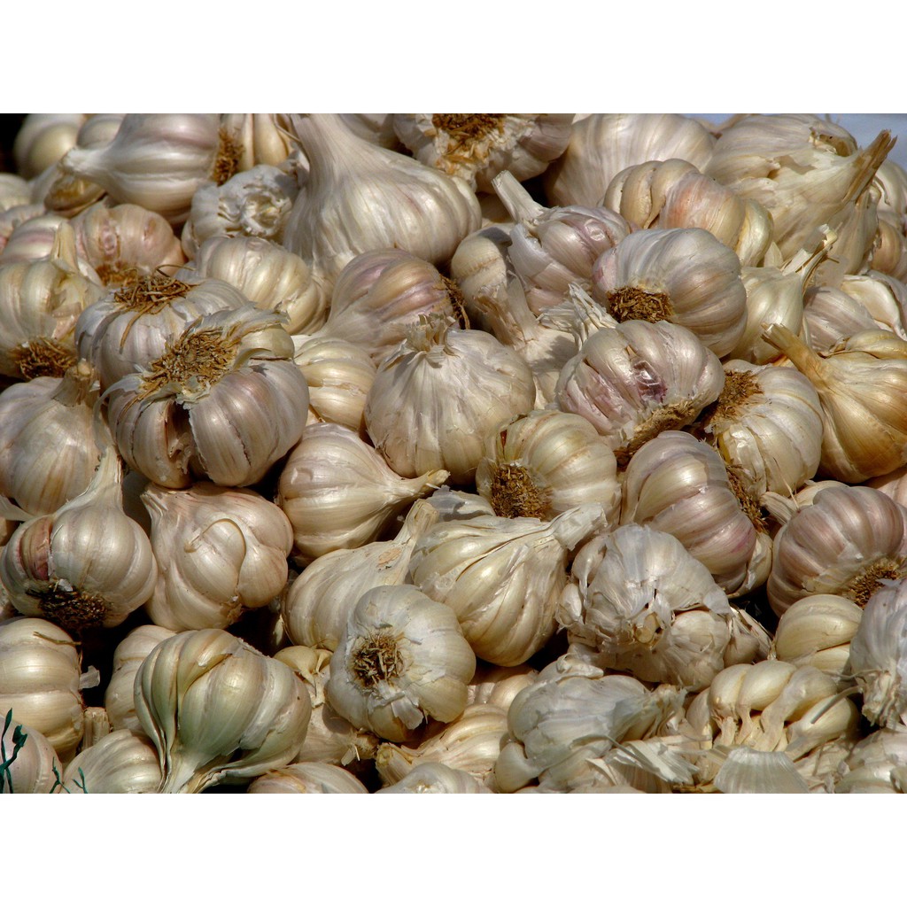 Garlic from India 1KG Shopee Malaysia