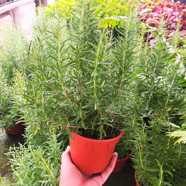 Ganohealth rosemary plants with L size pot direct from Cameron