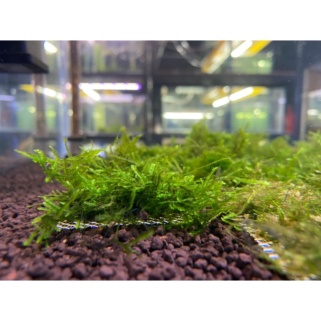 Christmas Moss Aquarium Plants Fish Tank [With Stainless Steel Mesh