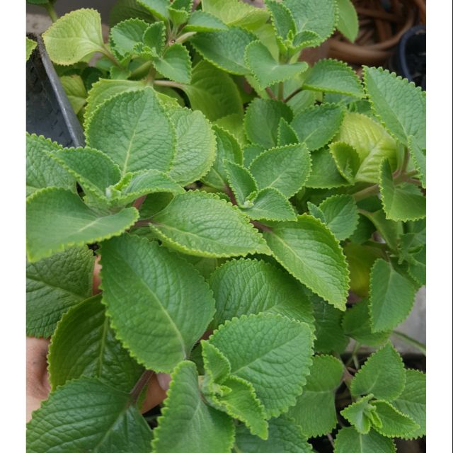 Mexican MintRepel Mosquito/Relieve Cough (No Chemicals/Pesticide used