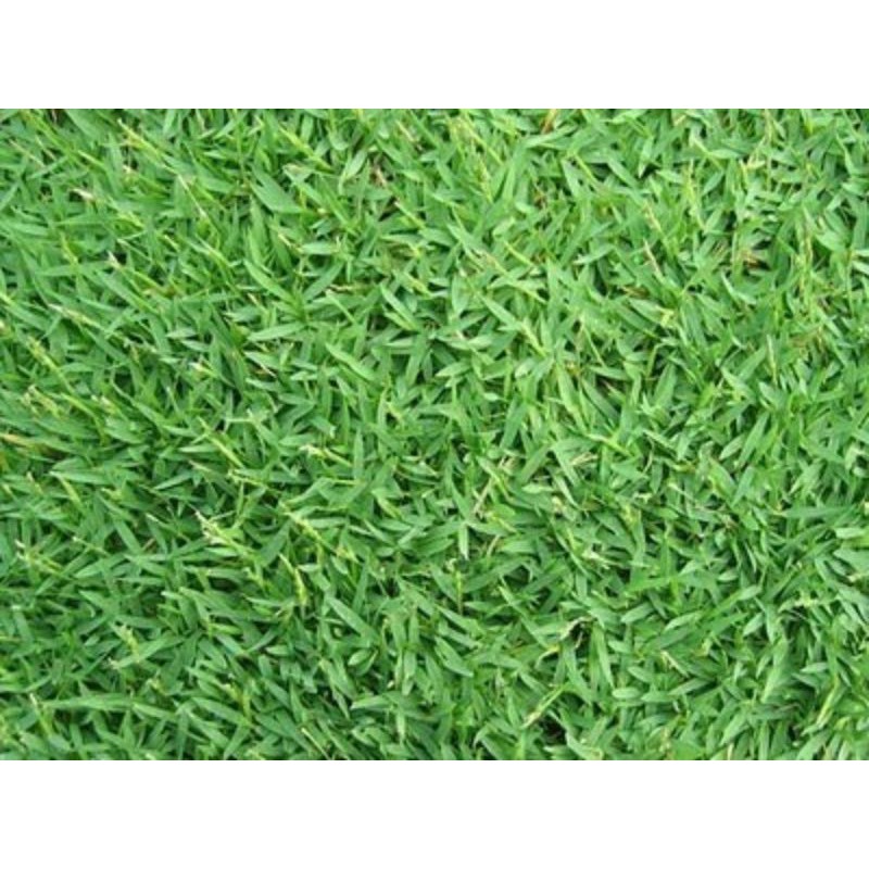 Rumput hidup/ Real Grass Carpet Philippine / Rumput Padang bola