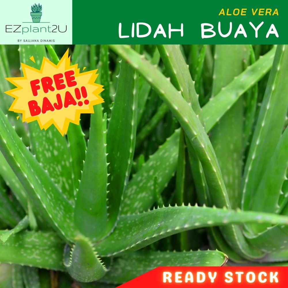 [Anak Pokok] LIDAH BUAYA Aloe Vera Plant Real Live Plant Pokok Hidup