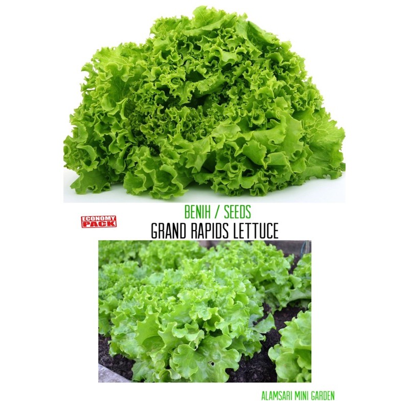 Salad Grand Rapids (repack 1 gm) Shopee Malaysia