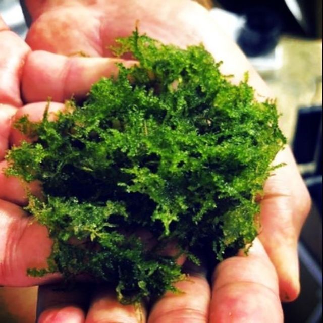 Mini Christmas Moss A Magical Green Carpet for Your Aquascape
