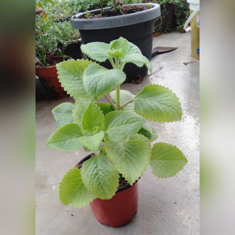 Real Plant Mexican Mint Plant /Cuban/ Oregano/ Indian Mint/ Plectranthus Amboinicus /Daun bangun