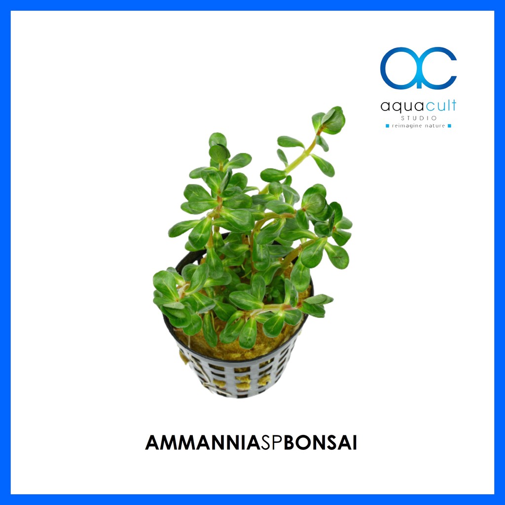 Ammannia sp.Bonsai Pot Ammania Bonsai (Aquascape/Aquarium/Vivarium