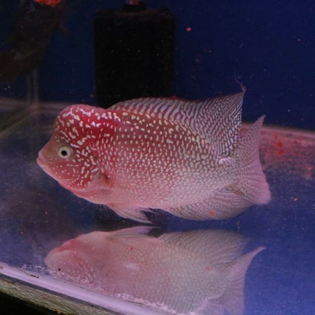Malaysia Flowerhorn Best Flower Site
