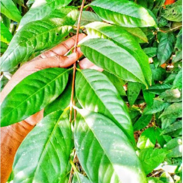 Daun Salam / Bay leaf/Daun Beriani kering Shopee Malaysia