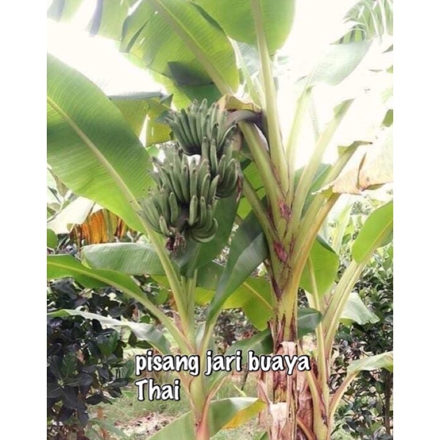 Anak pokok pisang rare /eksotik nipah, abu jumbo, pisang kerang