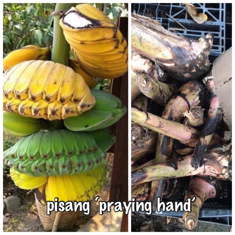 Anak pokok pisang rare /eksotik nipah, abu jumbo, pisang kerang