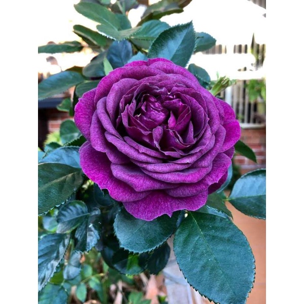 Ebb TIDE ROSE PLANTS TINGGI ALMOST 2 FEET Shopee Malaysia
