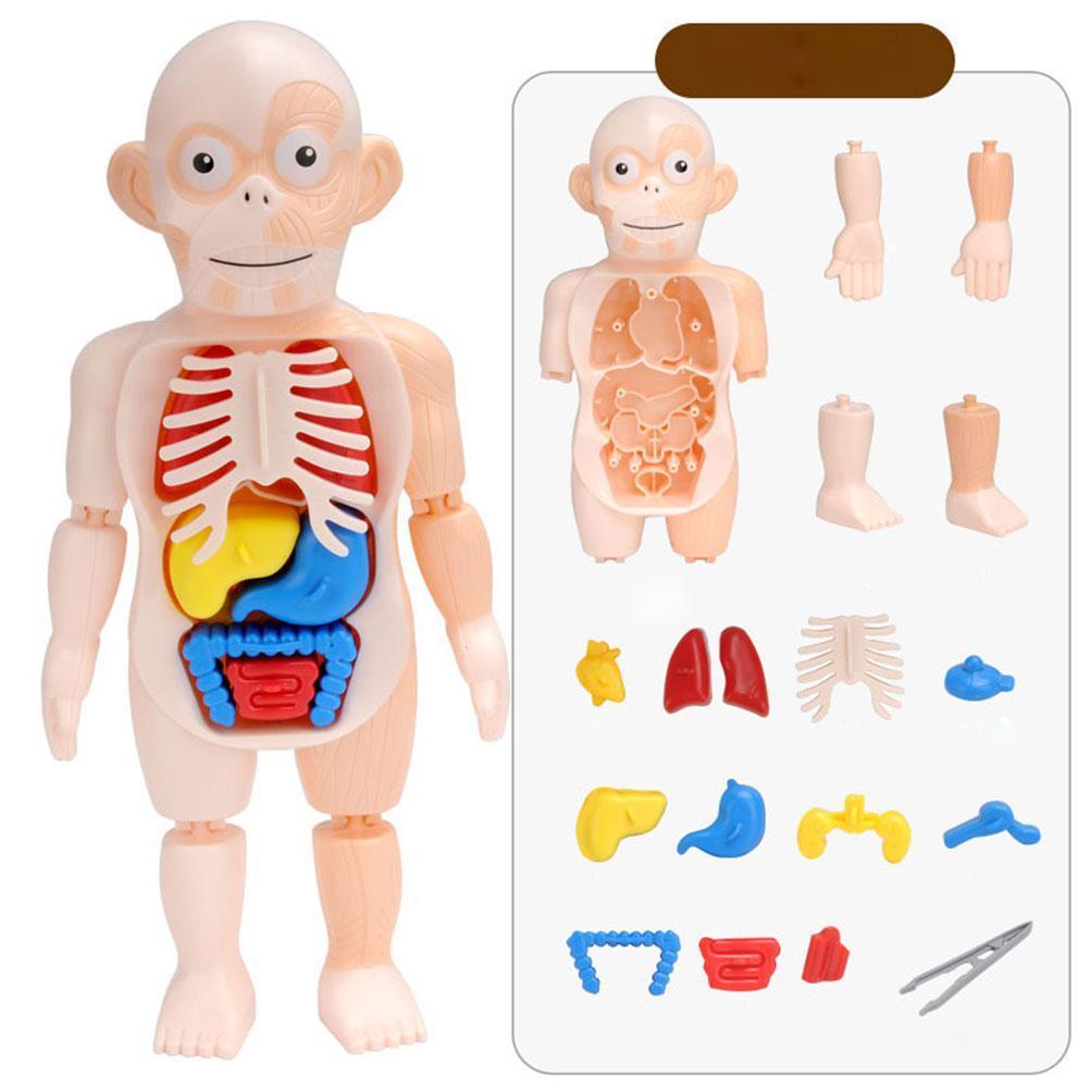Human Body Anatomy Toy Preschool Educational Organ 1 Toy X Assembled