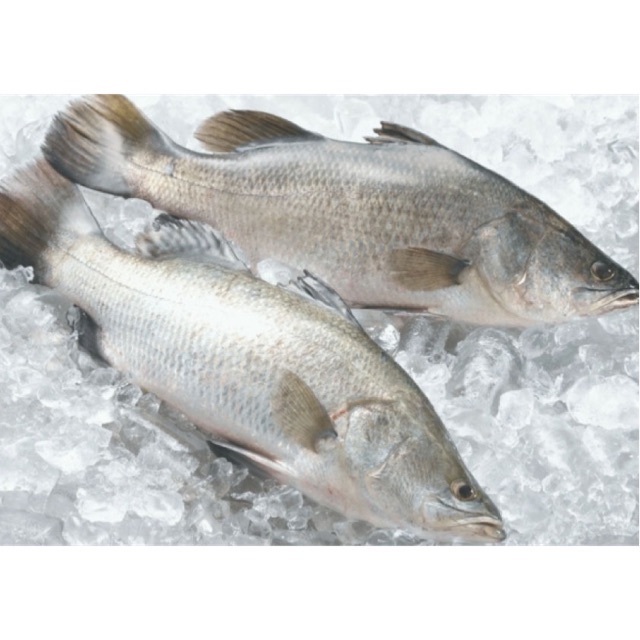 Halal Frozen Ikan Siakap/ Sea Bass (650g800g) Shopee Malaysia