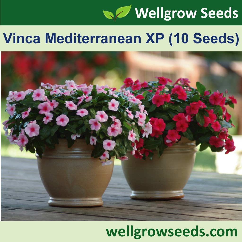 Vinca Trailing Mediterranean XP Assorted Colour (10 seeds) 长春花：地中海XP系列