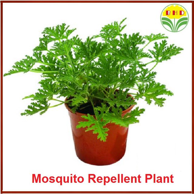 Mosquito Repellent Plants Citronella Pelargonium Graveolens Pokok Halau Nyamuk Antimosquito