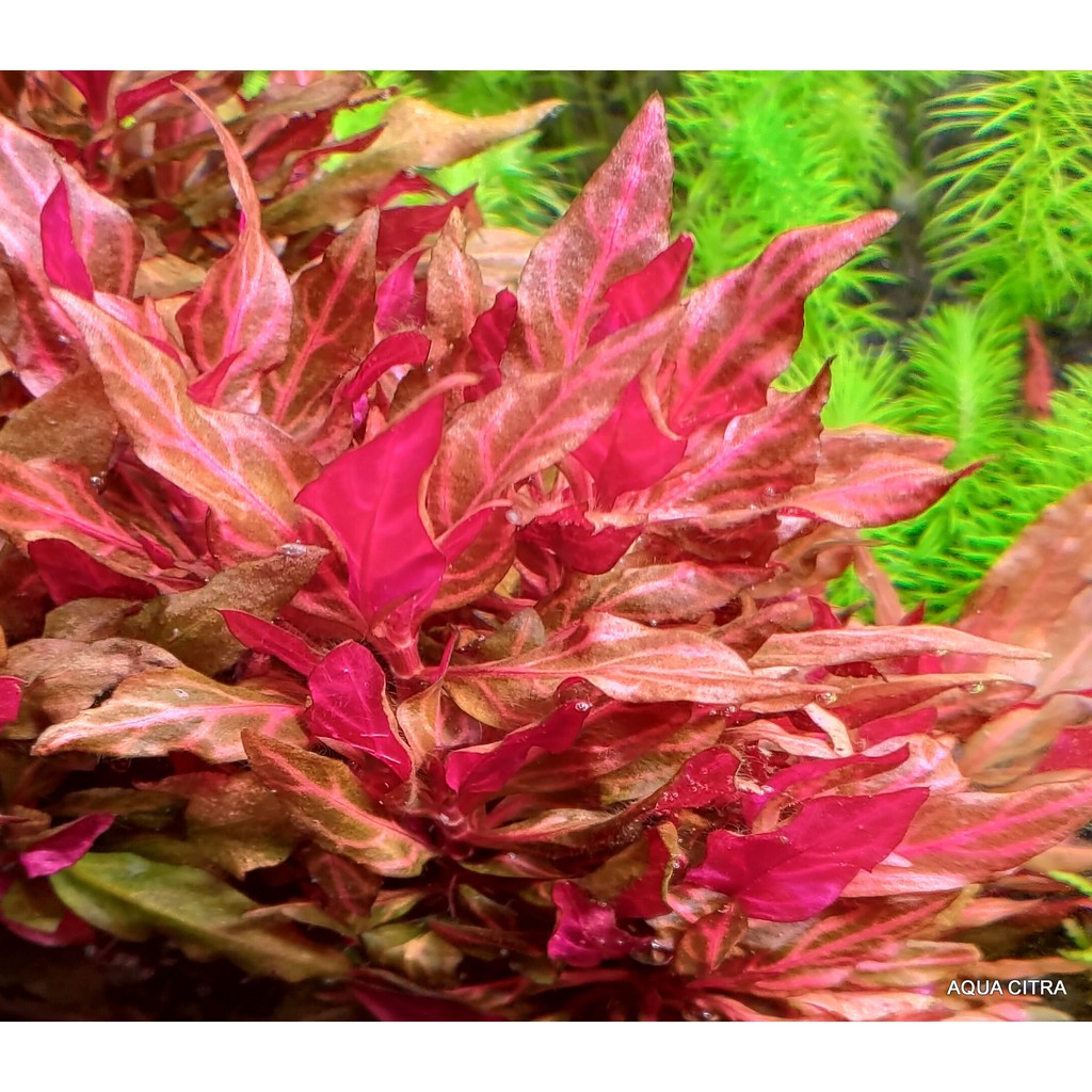 Aquatic Live Plant 🔥 [Submerged]Alternanthera Reineckii 'Rosanervig