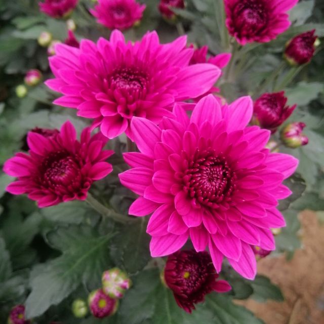 LB Chrysanthemum Dante Purple. Cameron Highlands Fresh Cut Flowers