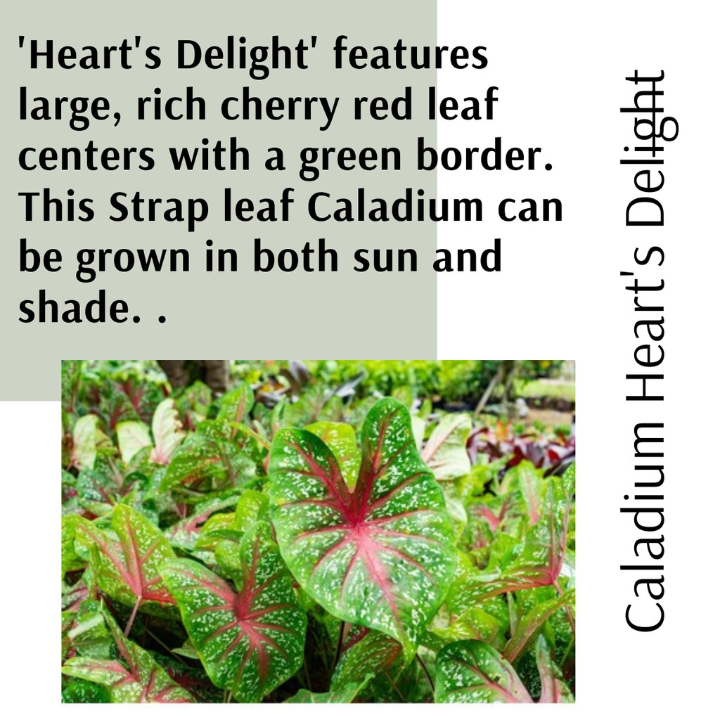 (Real Plant) Caladium Heart's Delight pokok keladi hidup hiasan rumah