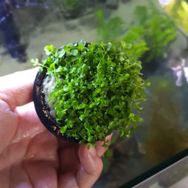 Carpet Plant Monte Carlo Iwagumi Plant 爬地矮珍珠 shrimp Safe Aquatic Plant