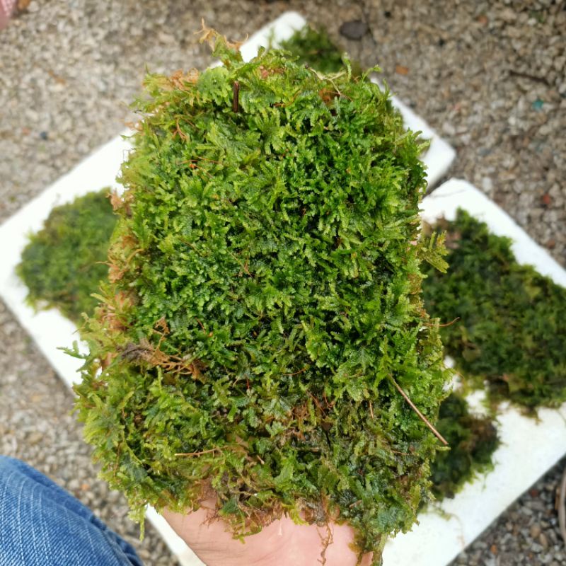 weeping moss/fissiden mos clump carpet aquascape plant kepingan padu